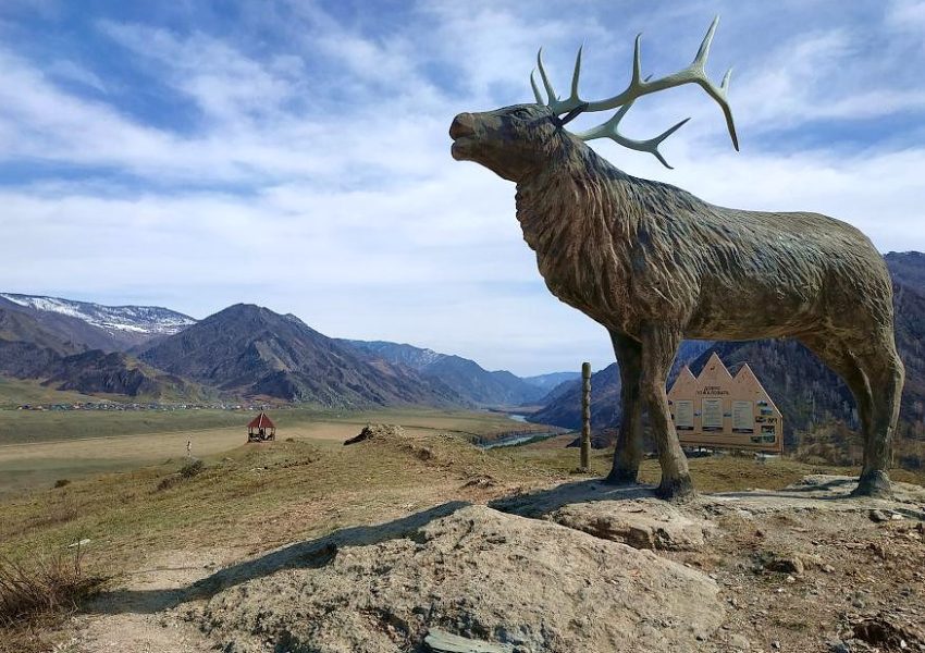 deer_09